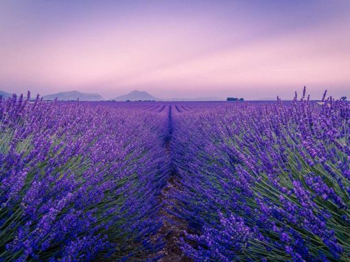 Provence, Lavendelfeld